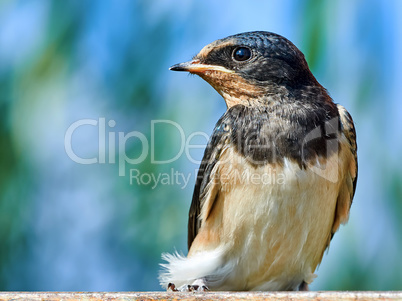 Portrait Sand Martin