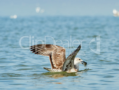 Common gull with fish