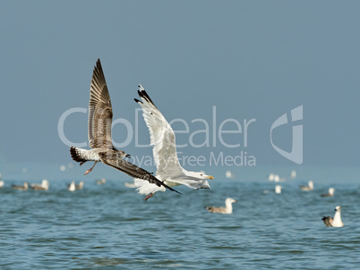 Flying in a pair of gulls