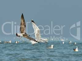 Flying in a pair of gulls