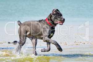 Italian Cane-Corso