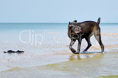 Italian Cane-Corso dog on the coast