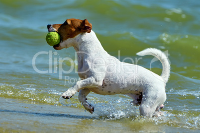Jack Russell carries the ball