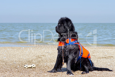 Portrait of a black Newfoundland dog