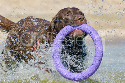 Brown labrador running along the coast