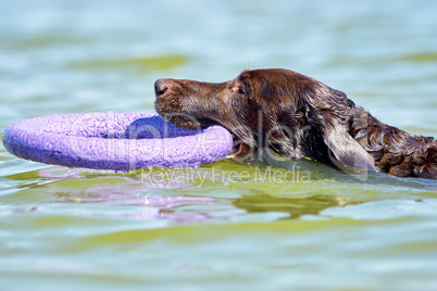 Brown Labrador swimming in the sea