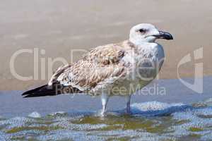 Pretty common gull