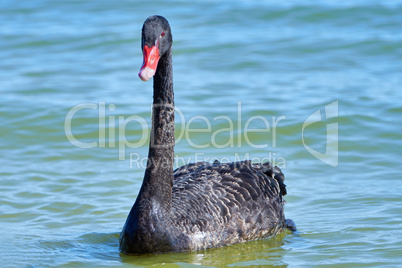 Black swan swimming in the Azov Sea