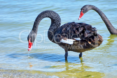 Black swan drinking water