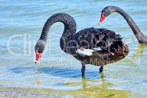 Black swan drinking water