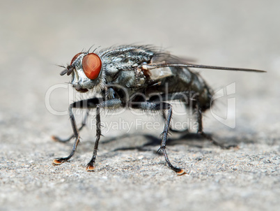 Gray fly