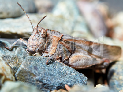 Little brown grasshopper