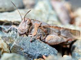 Little brown grasshopper