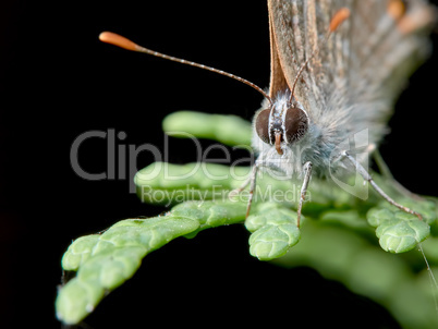 Small butterfly perched on a juniper twig