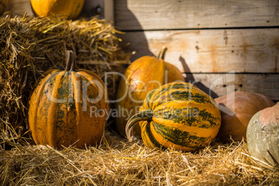 Helloween pumpkin