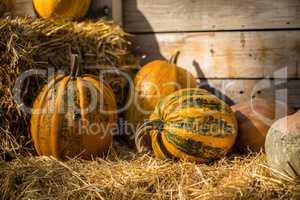 Helloween pumpkin