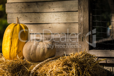 Helloween pumpkin