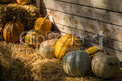 Helloween pumpkin