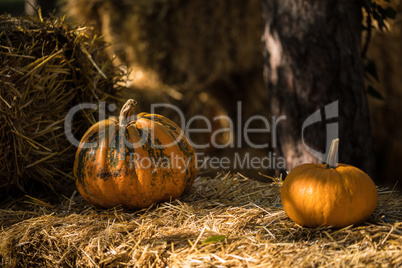 Helloween pumpkin