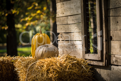 Helloween pumpkin