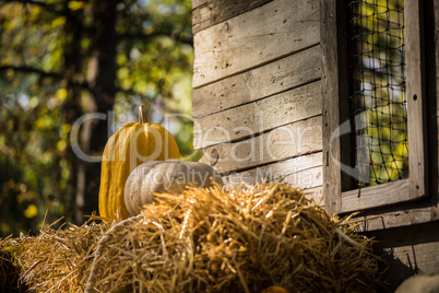 Helloween pumpkin