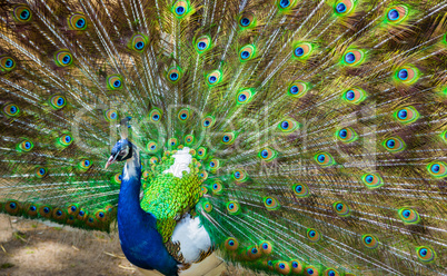 Portrait of beautiful peacock with feathers out