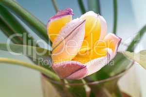 Flower yellow Tulip closeup.