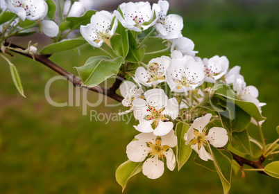 The branch of blossoming pear on a background of green garden.