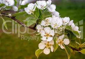 The branch of blossoming pear on a background of green garden.