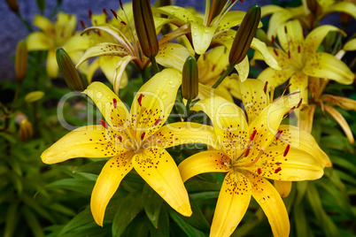 Yellow lilies blossom among the leaves so green