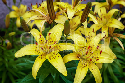 Yellow lilies blossom among the leaves so green