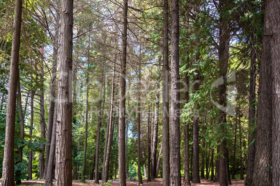 Arboretum of various species of coniferous and deciduous trees.