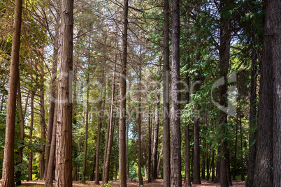 Arboretum of various species of coniferous and deciduous trees.