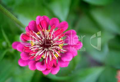 Beautiful blooming zinnias on a background of green leaves