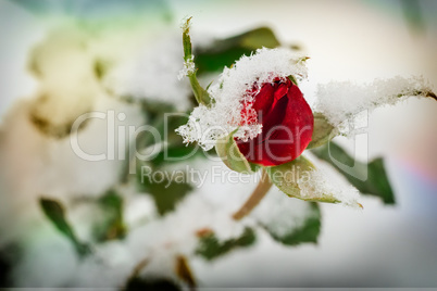Red rose covered with the first snow.