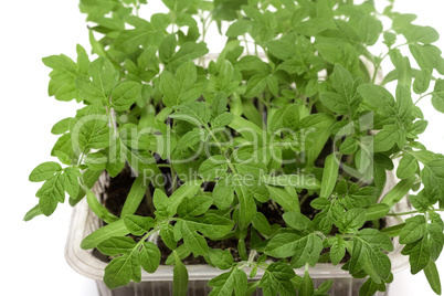 Young tomato seedlings in the container with the ground.