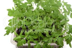 Young tomato seedlings in the container with the ground.