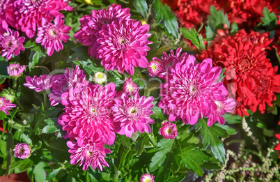 Beautiful flowers of pink and red chrysanthemums.