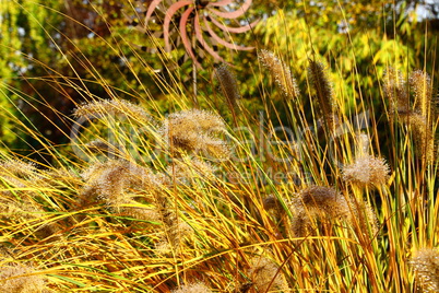 Herbst im Garten