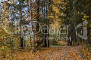 In The Autumn Forest