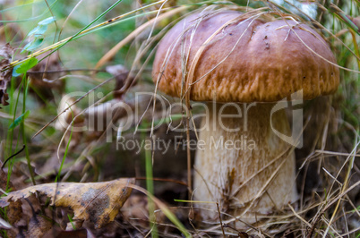 In The Autumn Forest