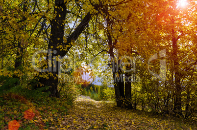 In The Autumn Forest