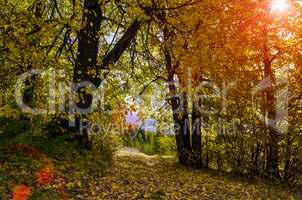 In The Autumn Forest