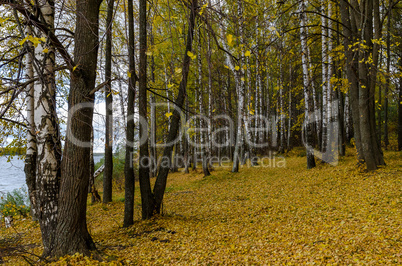 In The Autumn Forest