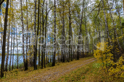 In The Autumn Forest