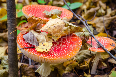 In The Autumn Forest