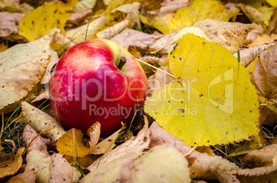 In The Autumn Forest