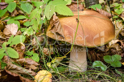 In The Autumn Forest