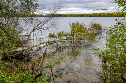 In The Autumn Forest