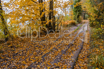 In The Autumn Forest In The Autumn Forest